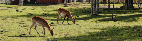 Grimpinger Farm Wildpark Olfen Münsterland